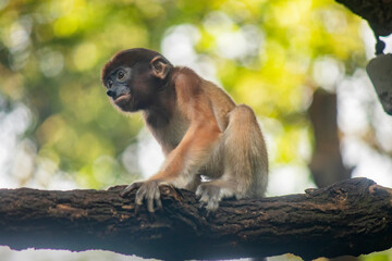The closeup image of a baby proboscis monkey 
It is a reddish-brown arboreal Old World monkey with an unusually large nose. It is endemic to the southeast Asian island of Borneo.