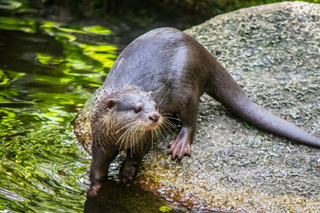an Oriental Small-clawed Otter (Aonyx cinereus) stands on the rock. 
It is an otter species native...