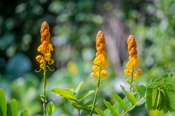 emperor's candlesticks (Senna alata) is an important medicinal tree, as well as an ornamental...