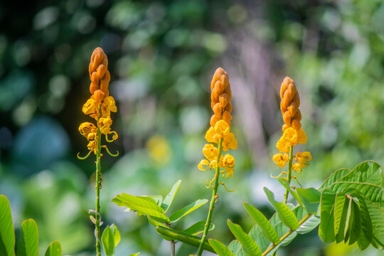 emperor's candlesticks (Senna alata) is an important medicinal tree, as well as an ornamental flowering plant in the subfamily Caesalpinioideae.
It is native to most of the Neotropics.