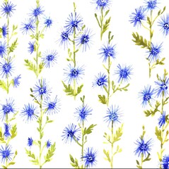 Floral wallpaper with blue cornflowers and buds on  white background. Watercolor Centaurea pattern