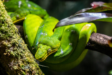 The emerald tree boa (Corallus caninus)  is a boa species found in the rainforests of South...