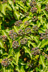 Hedera helix Gemeiner Efeu Detail Frucht