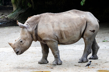 The white rhinoceros (Ceratotherium simum) is the largest extant species of rhinoceros. It has a...