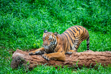The  Malayan tiger (Panthera tigris jacksoni) in Taiping Zoo Malaysia.  
It is a tiger population...
