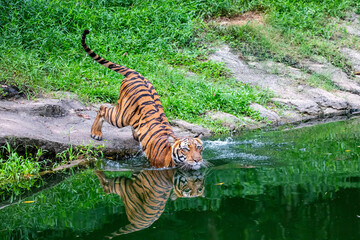 Fototapeta na wymiar The Malayan tiger (Panthera tigris jacksoni) in Taiping Zoo Malaysia. It is a tiger population in Peninsular Malaysia. This population inhabits the southern and central parts of the Malay Peninsula