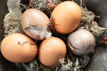 Farm fresh, brown eggs nesting in a metal bowl with fresh buds, straw, moss, and other dried materials on a black background