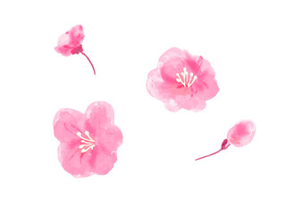 Obraz premium 桜の花のワンポイント手描き和風ベクターイラスト