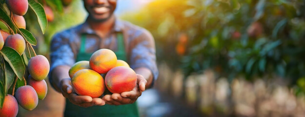 A person presents a handful of ripe mangoes. An individual gardener in an apron offers freshly...