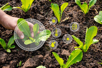 Agriculture technology farmer woman analysis data. Vegetable plant seedlings in cultivated...
