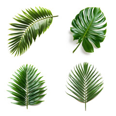 isolated set of tropical leaves 