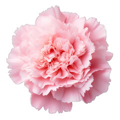 Fresh Pink carnation flower png