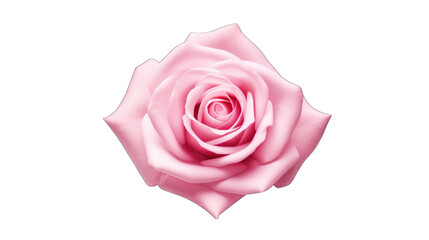 Fresh Pink carnation flower png
