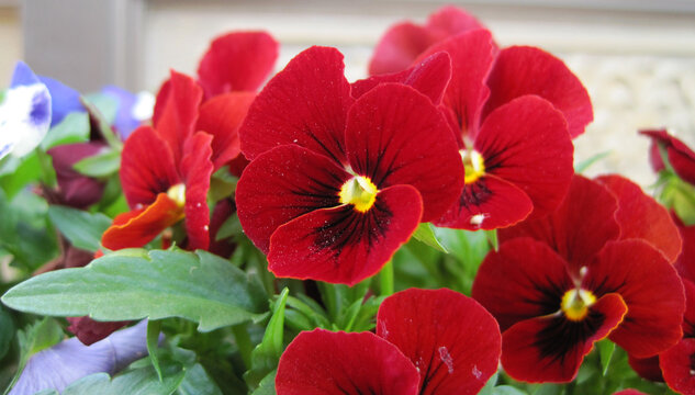  Pictures of red and black viola flowers.    