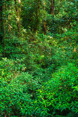 Fototapeta na wymiar El Arenal National Park, Costa Rica