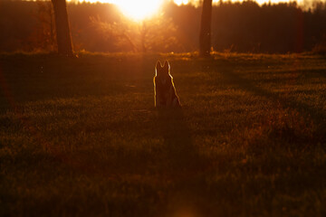 Hund im Sonnenuntergang auf dem Feld	