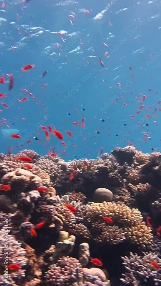 Poster red sea fish and coral reef