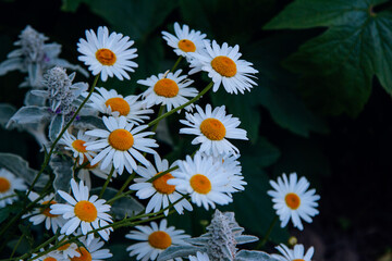 Beautiful chamomile flowers with white petals, growing in the garden. Nature background.