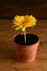 large yellow daisy in a clay pot - 739316438