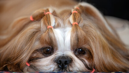 Long haired Shih Tzu dog with bands in his hair
