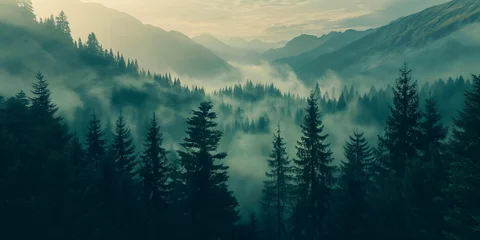  misty morning mountain view over the forest of pine trees © Anna