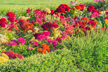 Multicolor flowers on the meadow at sunset.