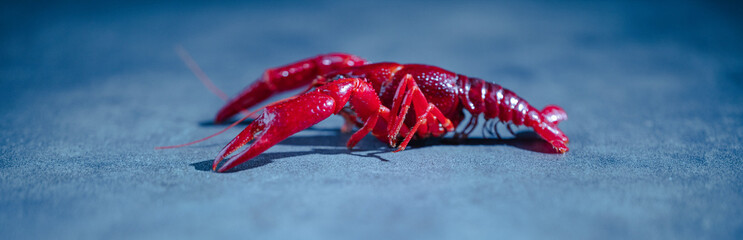 Side view of crawfish still life. 