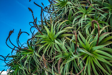Fototapeta premium gorgeous aloe bush