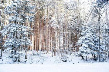 Winter scene, snowfall in the forest. On a beautiful winter day, the snow-covered forest glistened under the blue sky
