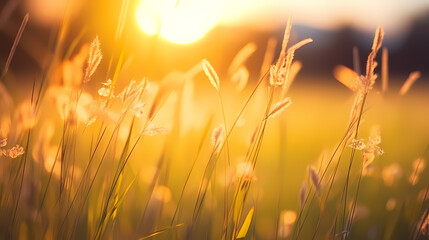 Grass texture background, close-up of green grass