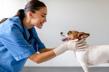 Woman vet smiles at Jack Russell during examination in clinic