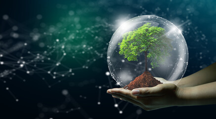 Green IT or Nature Technology interaction concept. Human hand holding growing tree with wireframe globe and Polygon network connection background.