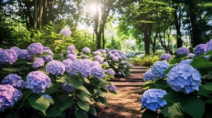Tuinposter Vivid hues of blue, purple, and pink adorn the bigleaf hydrangea, also known as French hydrangea or penny mac. Close up view capturing its captivating beauty. © Людмила Мазур