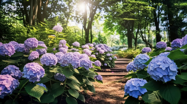 Vivid hues of blue, purple, and pink adorn the bigleaf hydrangea, also known as French hydrangea or penny mac. Close up view capturing its captivating beauty.
