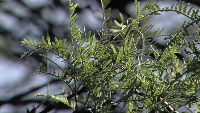 Branch of A Deciduous Tree (Prosopis alba) Known as "Algarrobo blanco", A South American Tree species that Inhabits the Center of Argentina. Close Up.