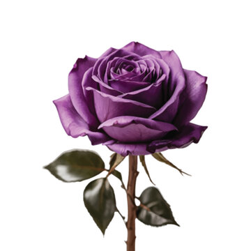 purple rose isolated on white
