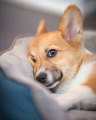 Corgi puppy with huge ears and puppy dog eyes laying in a dog bed with a funny squished face