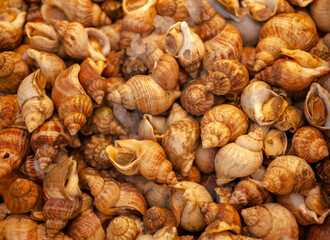 Close-up of whelk  in store.