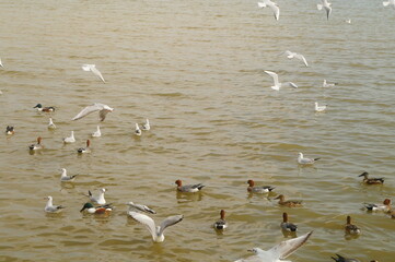 Seagulls and wild ducks are active at the seaside of Shenzhen Bay