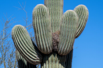 An empty bird nest in an Arizona saguaro cactus