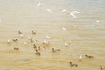 Seagulls and wild ducks are active at the seaside of Shenzhen Bay
