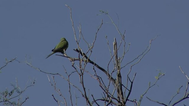 A Monk Parakeet (Myiopsitta monachus) Perched on Tree Branch in Chaco, Argentina. 