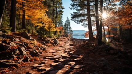 A rugged forest trail in the fall, the ground covered with a blanket of leaves, the trees a riot of
