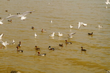 Seagulls and wild ducks are active at the seaside of Shenzhen Bay