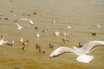 Seagulls and wild ducks are active at the seaside of Shenzhen Bay