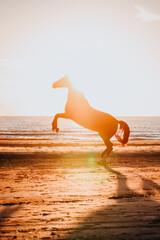 Horse rearing on the beach during sunset, sunflare