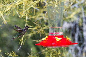 Beautiful humingbirds iaround a feeder