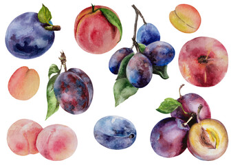 Blue plums with green leaves, ripe peaches and apricots. Hand drawn illustration, watercolor set