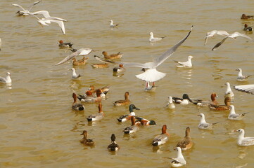 Seagulls and wild ducks are active at the seaside of Shenzhen Bay