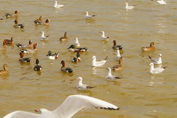 Seagulls and wild ducks are active at the seaside of Shenzhen Bay